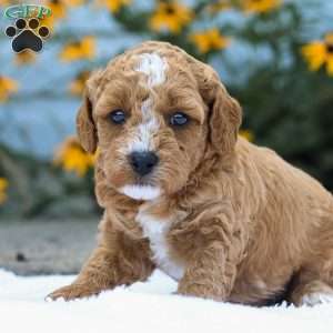 Cory F1B, Cavapoo Puppy